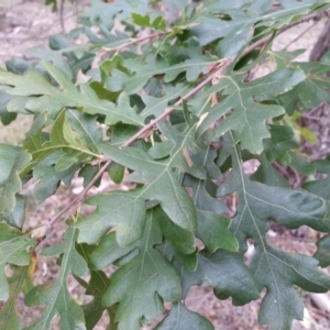 Quercus robur at Watson, ACT - 24 Mar 2016