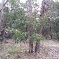 Quercus robur at Watson, ACT - 24 Mar 2016