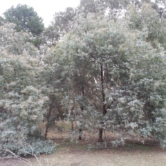 Acacia baileyana (Cootamundra Wattle, Golden Mimosa) at Watson, ACT - 24 Mar 2016 by waltraud