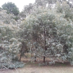 Acacia baileyana (Cootamundra Wattle, Golden Mimosa) at Watson, ACT - 24 Mar 2016 by waltraud