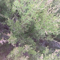 Kunzea parvifolia (Violet Kunzea) at Hackett, ACT - 21 Mar 2016 by waltraud