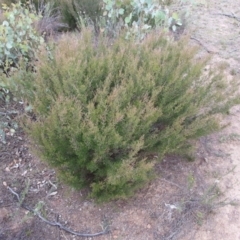 Kunzea parvifolia at Hackett, ACT - 21 Mar 2016