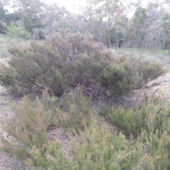 Kunzea parvifolia at Hackett, ACT - 21 Mar 2016 05:27 PM