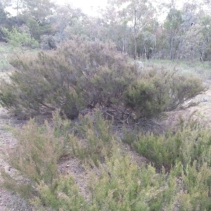 Kunzea parvifolia at Hackett, ACT - 21 Mar 2016 05:27 PM