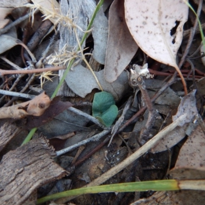 Acianthus collinus (Inland Mosquito Orchid) at Aranda, ACT - 25 Mar 2016 by CathB