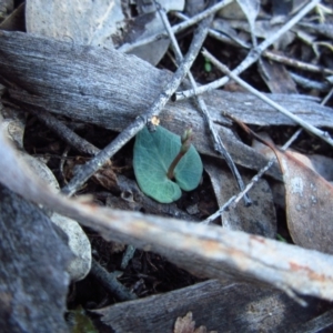 Acianthus collinus at Aranda, ACT - 27 Apr 2015