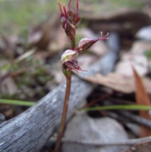 Acianthus collinus at Aranda, ACT - 7 Jun 2015