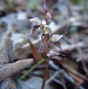 Acianthus collinus at Aranda, ACT - suppressed