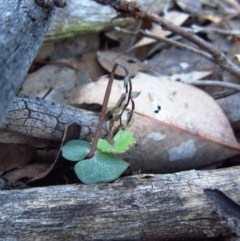 Acianthus collinus at Aranda, ACT - suppressed