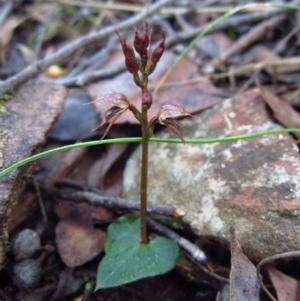 Acianthus collinus at Aranda, ACT - 23 Jun 2015