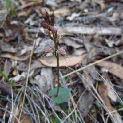 Acianthus collinus (Inland Mosquito Orchid) at Aranda Bushland - 25 May 2014 by CathB