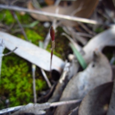 Cyanicula caerulea (Blue Fingers, Blue Fairies) at Aranda Bushland - 15 Aug 2015 by CathB