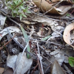 Cyanicula caerulea at Point 3852 - suppressed