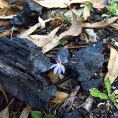 Cyanicula caerulea (Blue Fingers, Blue Fairies) at Belconnen, ACT - 16 Sep 2014 by CathB