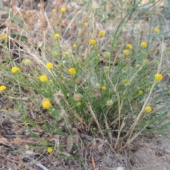 Calotis lappulacea (Yellow Burr Daisy) at Paddys River, ACT - 11 Jan 2016 by michaelb