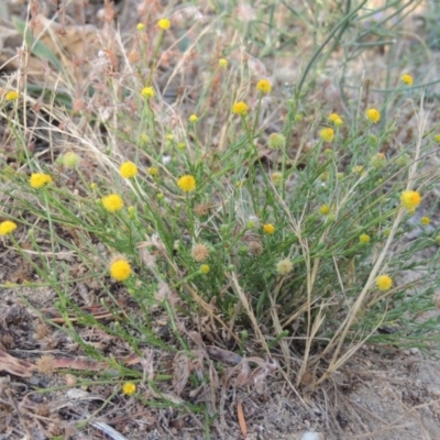 Calotis lappulacea (Yellow Burr Daisy) at Gigerline Nature Reserve - 11 Jan 2016 by MichaelBedingfield