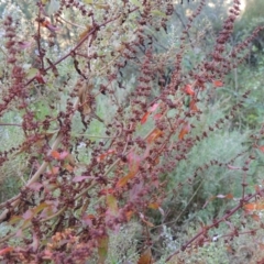 Rumex conglomeratus (Clustered Dock) at Tennent, ACT - 11 Jan 2016 by michaelb