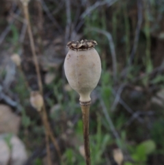 Papaver somniferum (Opium Poppy) at Tennent, ACT - 11 Jan 2016 by michaelb