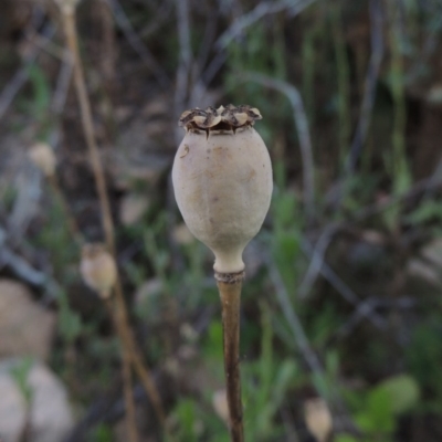 Papaver somniferum (Opium Poppy) at Tennent, ACT - 11 Jan 2016 by michaelb