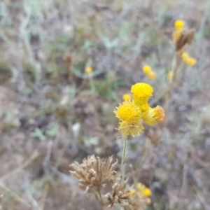 Chrysocephalum apiculatum at Farrer, ACT - 25 Mar 2016