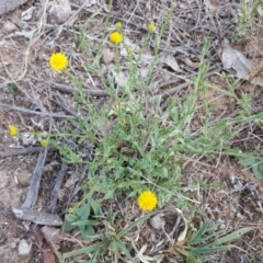 Calotis lappulacea (Yellow Burr Daisy) at Mount Mugga Mugga - 25 Mar 2016 by Mike