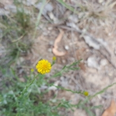 Calotis lappulacea at Symonston, ACT - 25 Mar 2016