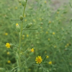 Dittrichia graveolens at Symonston, ACT - 25 Mar 2016 03:39 PM