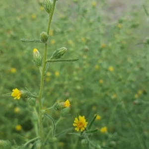 Dittrichia graveolens at Symonston, ACT - 25 Mar 2016 03:39 PM