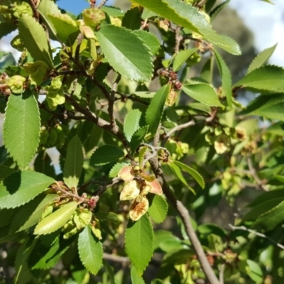 Ulmus parvifolia (Chinese Elm) at Mount Mugga Mugga - 25 Mar 2016 by Mike