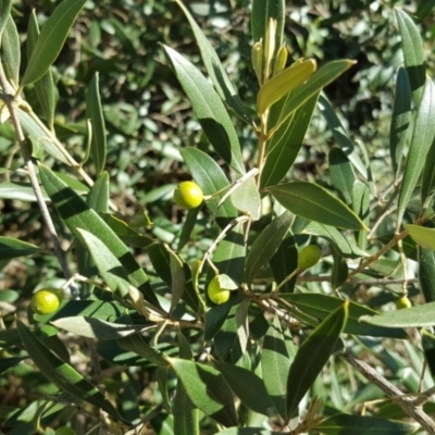 Olea europaea subsp. cuspidata (African Olive) at Symonston, ACT - 25 Mar 2016 by Mike