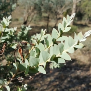 Acacia cultriformis at Symonston, ACT - 25 Mar 2016