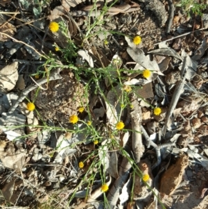 Calotis lappulacea at Symonston, ACT - 25 Mar 2016