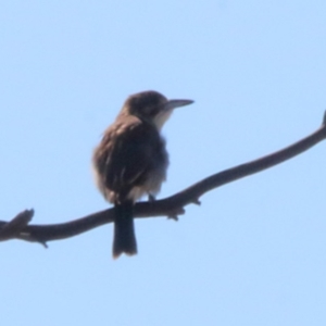 Cracticus torquatus at Macquarie, ACT - 26 Mar 2016