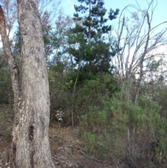 Pinus radiata (Monterey or Radiata Pine) at Canberra Central, ACT - 25 Mar 2016 by waltraud