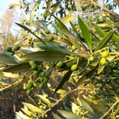 Olea europaea subsp. cuspidata (African Olive) at Canberra Central, ACT - 25 Mar 2016 by waltraud