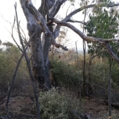 Olea europaea subsp. cuspidata at Canberra Central, ACT - 25 Mar 2016