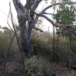 Olea europaea subsp. cuspidata at Canberra Central, ACT - 25 Mar 2016