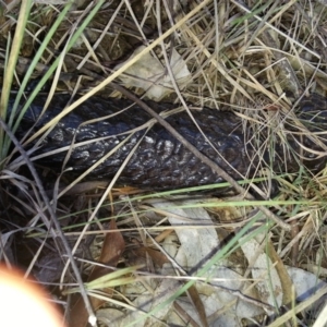 Tiliqua rugosa at Canberra Central, ACT - 25 Mar 2016