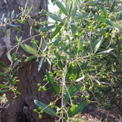 Olea europaea subsp. cuspidata (African Olive) at Canberra Central, ACT - 25 Mar 2016 by waltraud