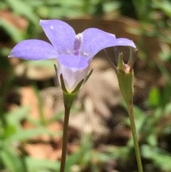 Wahlenbergia stricta subsp. stricta (Tall Bluebell) at O'Connor, ACT - 26 Mar 2016 by ibaird