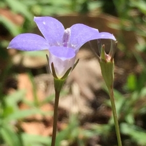 Wahlenbergia stricta subsp. stricta at O'Connor, ACT - 26 Mar 2016 03:43 PM