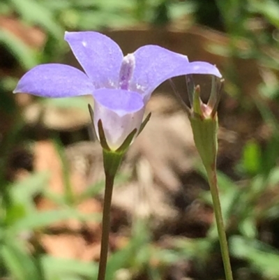 Wahlenbergia stricta subsp. stricta (Tall Bluebell) at O'Connor, ACT - 26 Mar 2016 by ibaird