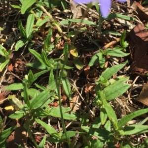 Wahlenbergia stricta subsp. stricta at O'Connor, ACT - 26 Mar 2016 03:43 PM