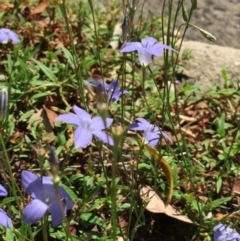 Wahlenbergia stricta subsp. stricta at O'Connor, ACT - 26 Mar 2016