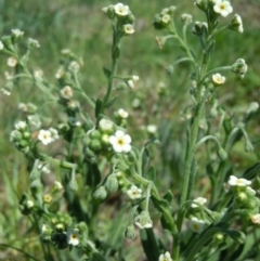 Hackelia suaveolens at Mitchell, ACT - 28 Oct 2014