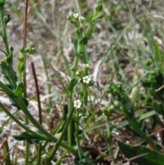 Hackelia suaveolens at Mitchell, ACT - 28 Oct 2014