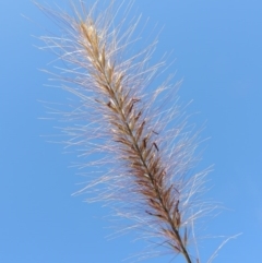 Cenchrus purpurascens (Swamp Foxtail) at Bonython, ACT - 23 Mar 2016 by MichaelBedingfield