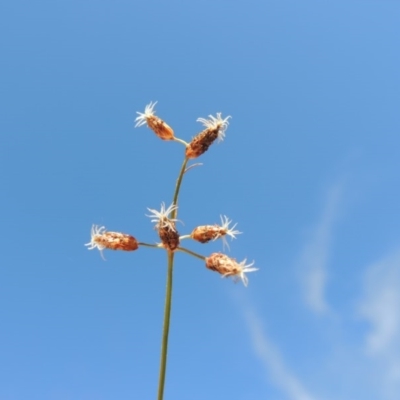 Fimbristylis dichotoma (A Sedge) at Pine Island to Point Hut - 22 Mar 2016 by michaelb