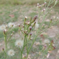 Symphyotrichum subulatum (Wild Aster, Bushy Starwort) at Bonython, ACT - 24 Mar 2016 by michaelb