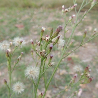 Symphyotrichum subulatum (Wild Aster, Bushy Starwort) at Pine Island to Point Hut - 24 Mar 2016 by michaelb